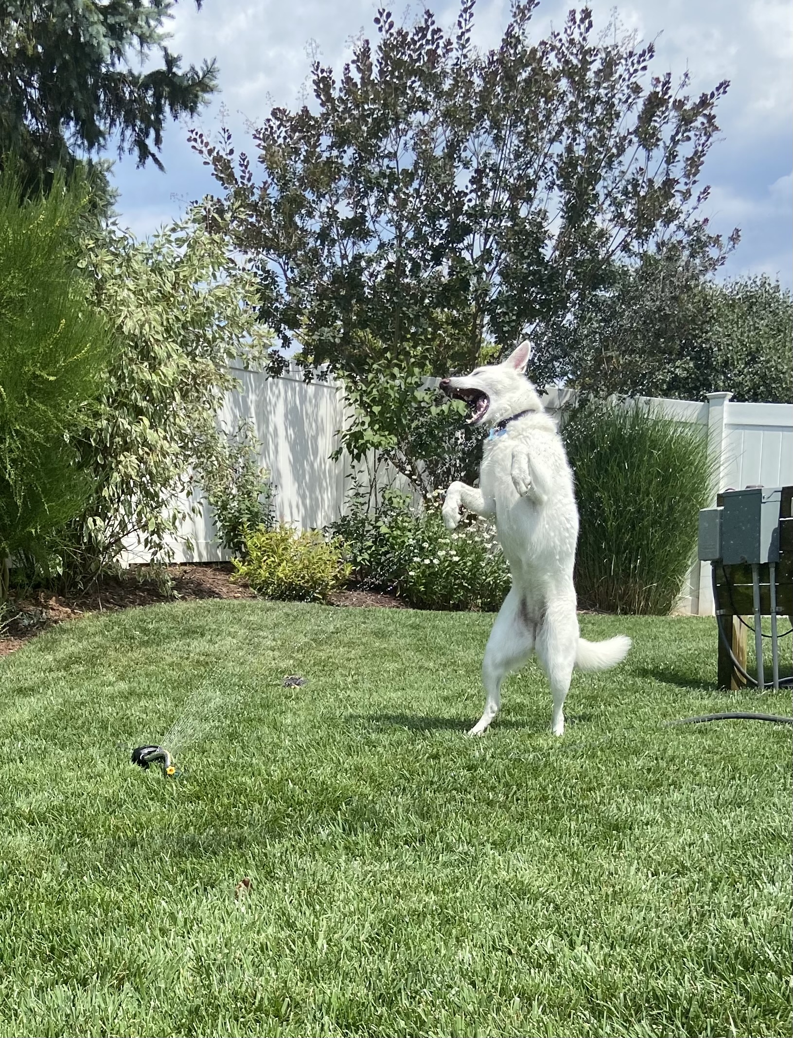 Ella jumping through the sprinkler on a summer afternoon