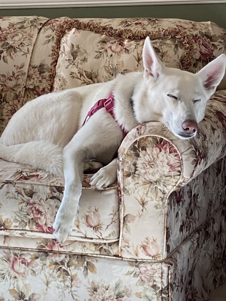 Ella asleep and stretched out on the floor